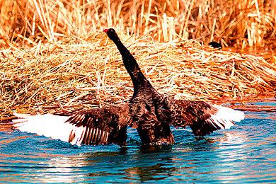 业界分析Switch 2面临的两大难题 关乎能否获得成功